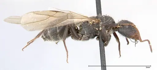 Camponotus brasiliensis - FOCOL0430