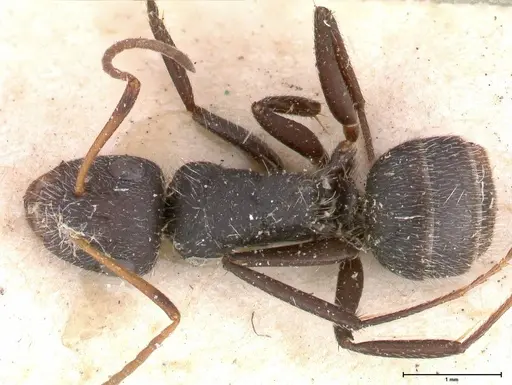 Camponotus brasiliensis - FOCOL0431