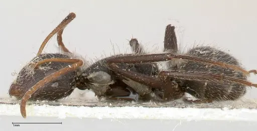 Camponotus brasiliensis - FOCOL0431