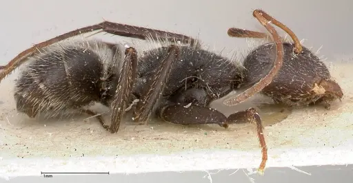 Camponotus brasiliensis - FOCOL0431