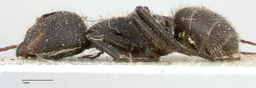 Camponotus brasiliensis - FOCOL0432