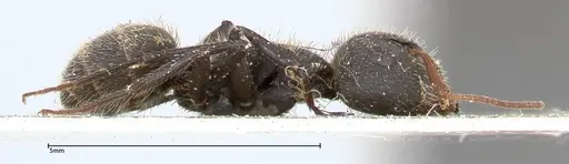 Camponotus brasiliensis - FOCOL0432