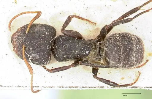 Camponotus brasiliensis - FOCOL0433