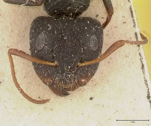 Camponotus brasiliensis - FOCOL0433