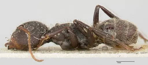 Camponotus brasiliensis - FOCOL0433