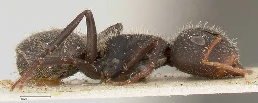 Camponotus brasiliensis - FOCOL0433