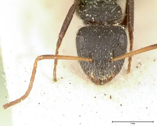 Camponotus brasiliensis - FOCOL0434