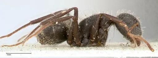 Camponotus brasiliensis - FOCOL0434