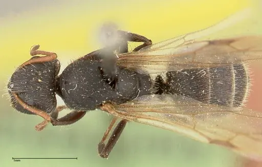 Camponotus brasiliensis - FOCOL0435