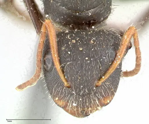 Camponotus brasiliensis - FOCOL0435
