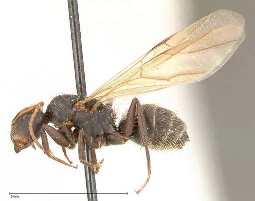 Camponotus brasiliensis - FOCOL0435