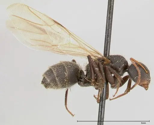 Camponotus brasiliensis - FOCOL0435
