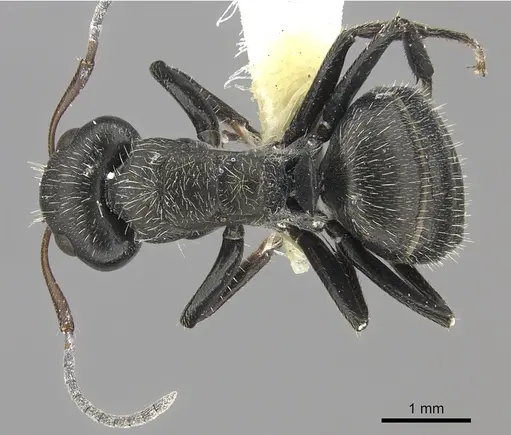 Camponotus brasiliensis - INBIOCRI002280853