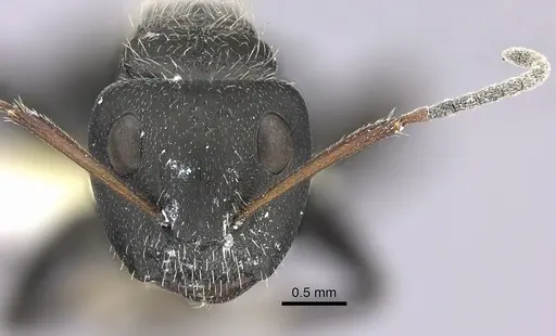 Camponotus brasiliensis - INBIOCRI002280853