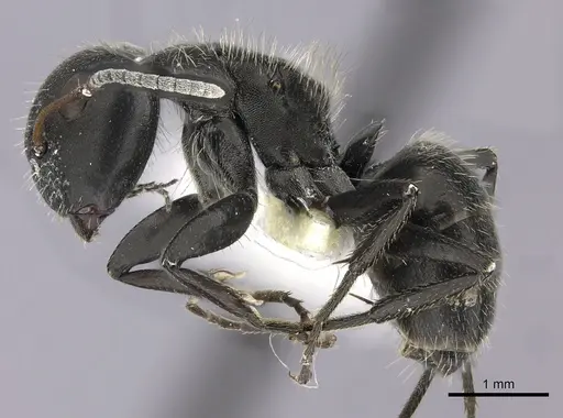 Camponotus brasiliensis - INBIOCRI002280853