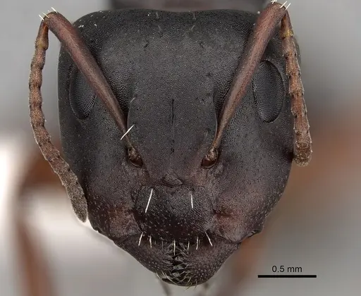 Camponotus braunsi specimen