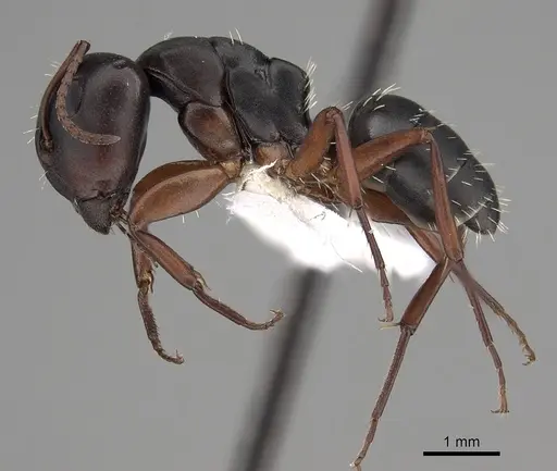 Camponotus braunsi specimen