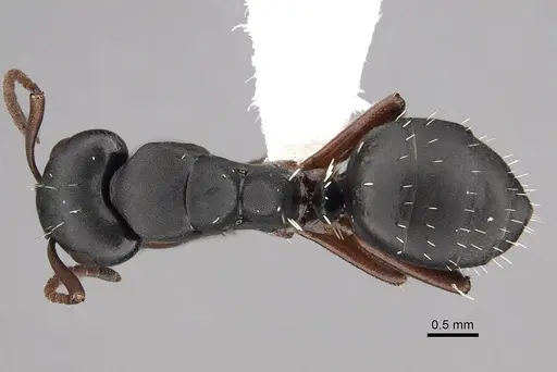 Camponotus braunsi - CASENT0280290