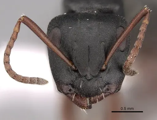 Camponotus braunsi - CASENT0280290