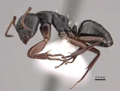 Camponotus braunsi - CASENT0280290