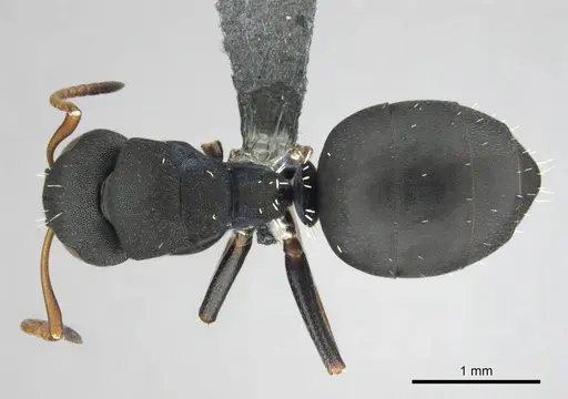 Camponotus braunsi - CASENT0814443