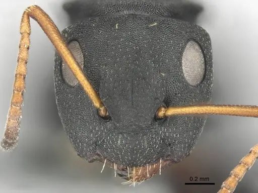 Camponotus braunsi - CASENT0814443