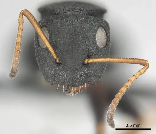 Camponotus braunsi - CASENT0814443