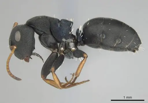Camponotus braunsi - CASENT0814443
