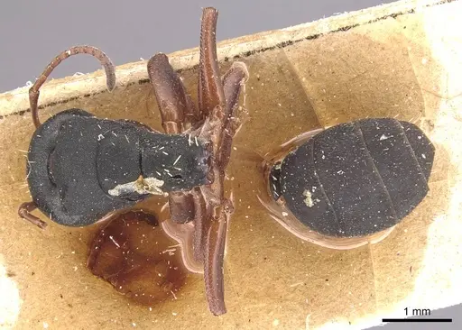 Camponotus braunsi - CASENT0905435