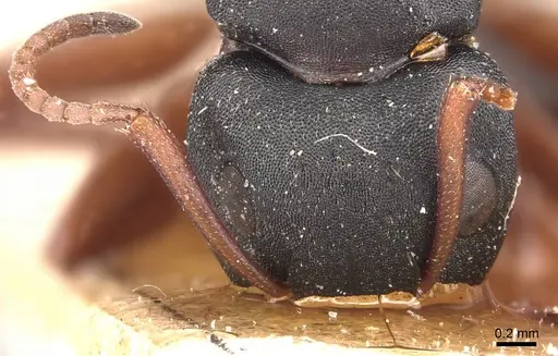 Camponotus braunsi - CASENT0905435