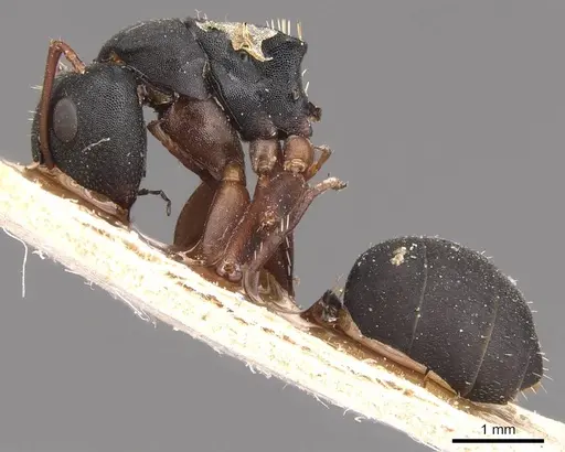 Camponotus braunsi - CASENT0905435