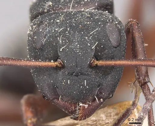 Camponotus braunsi - CASENT0905436