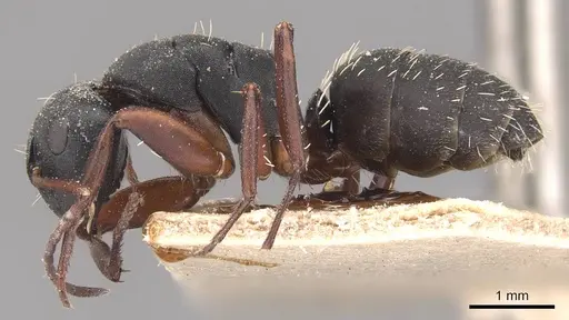 Camponotus braunsi - CASENT0905436