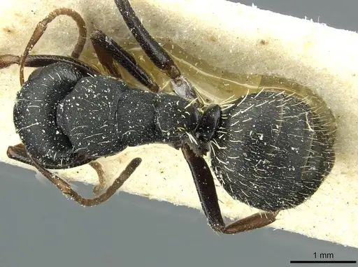 Camponotus braunsi - CASENT0911716