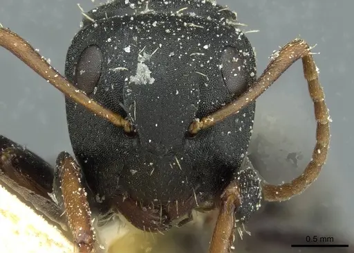 Camponotus braunsi - CASENT0911716