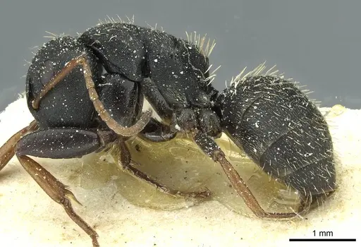 Camponotus braunsi - CASENT0911716