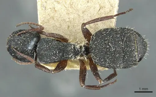 Camponotus braunsi - CASENT0911717