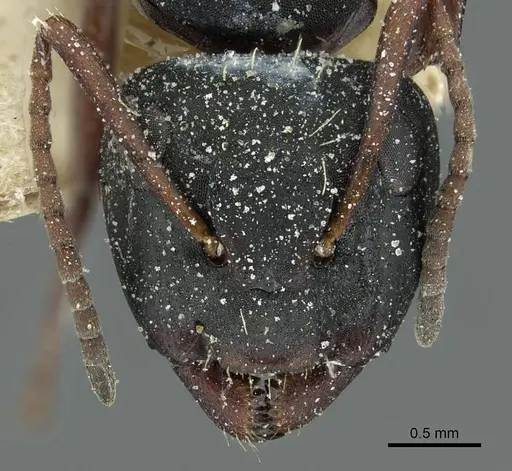 Camponotus braunsi - CASENT0911717