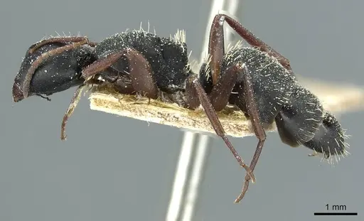 Camponotus braunsi - CASENT0911717