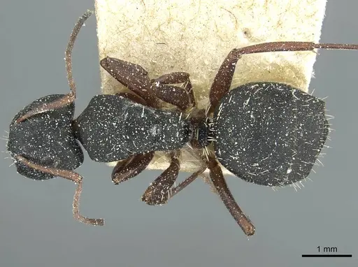 Camponotus braunsi - CASENT0911718