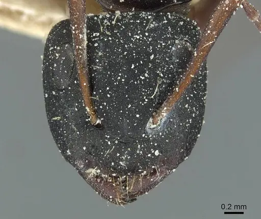 Camponotus braunsi - CASENT0911718