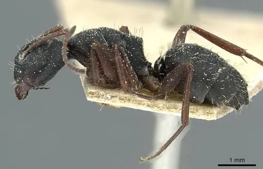 Camponotus braunsi - CASENT0911718