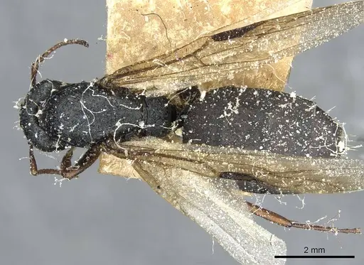 Camponotus braunsi - CASENT0911719