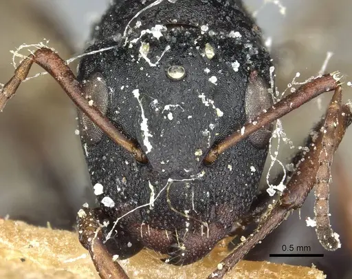 Camponotus braunsi - CASENT0911719