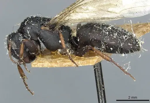 Camponotus braunsi - CASENT0911719