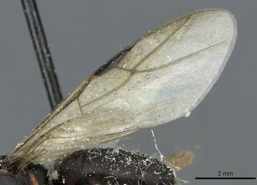 Camponotus braunsi - CASENT0911719