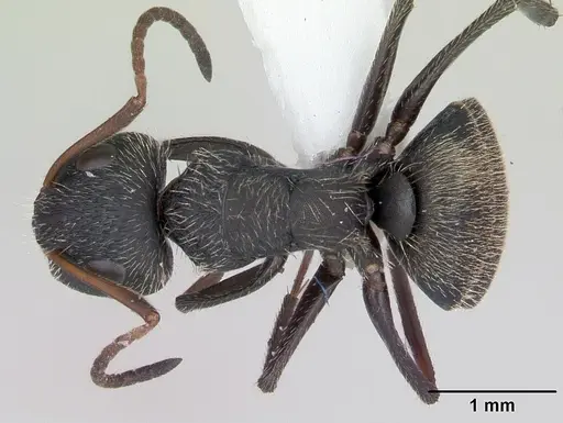 Camponotus brettesi specimen