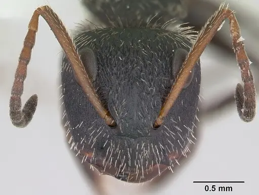 Camponotus brettesi specimen