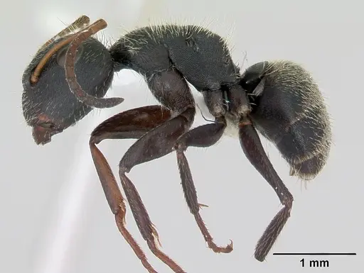 Camponotus brettesi specimen