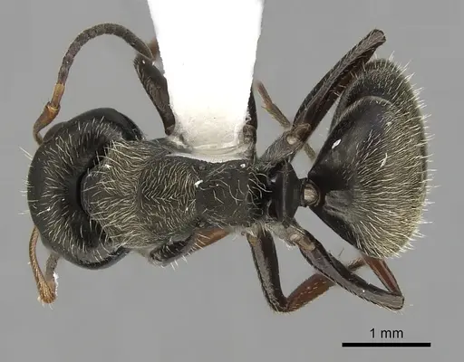 Camponotus brettesi - CASENT0280107